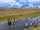 King penguin colony in Fortuna Bay on the island of South Georgia in the South Atlantic. Art Print